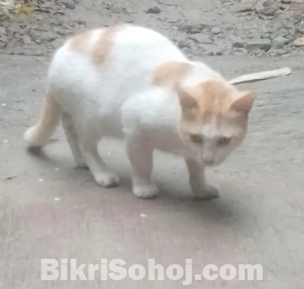 বিড়াল অনেক বড় ( মদ্দা / male) বিক্রি হবে